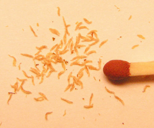 tomentosum x yunnanense seeds