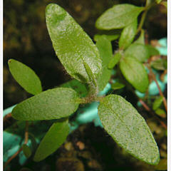 tomentosum x 'Blumiria' 1