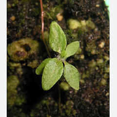 tomentosum x 'Blumiria' 3