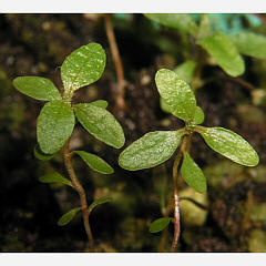 tomentosum x 'Blumiria' 4