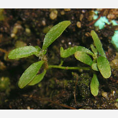 tomentosum x 'Blumiria' 2
