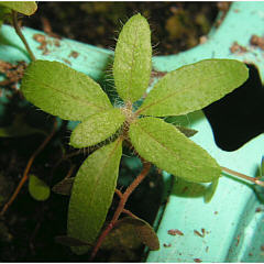 tomentosum x 'Dörte Reich' 1