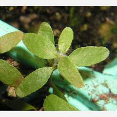 tomentosum x 'Dörte Reich' 6