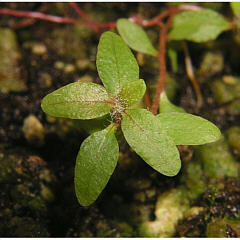 tomentosum x 'Dörte Reich' 2