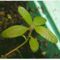 tomentosum x 'P.J.M. Elite' 6