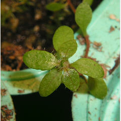 tomentosum x 'P.J.M. Elite' 2