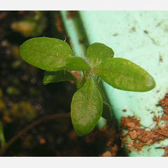 tomentosum x 'P.J.M. Elite' 3