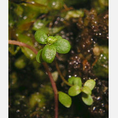 tomentosum x cinnabarinum 10