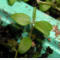tomentosum x cinnabarinum 10
