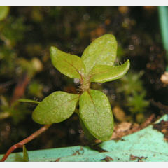tomentosum x cinnabarinum 12