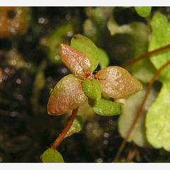 25 weeks old tomentosum x cinnabarinum seed plant