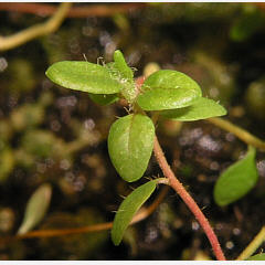 tomentosum x cinnabarinum 13