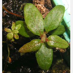 tomentosum x cinnabarinum 14