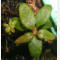 tomentosum x cinnabarinum 14
