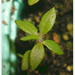 tomentosum x cinnabarinum 16
