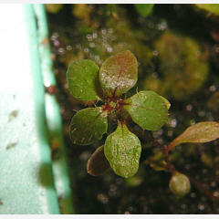 tomentosum x cinnabarinum 1