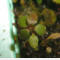 tomentosum x cinnabarinum 1