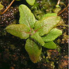 tomentosum x cinnabarinum 2