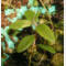 tomentosum x cinnabarinum 2
