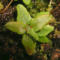 tomentosum x cinnabarinum 2