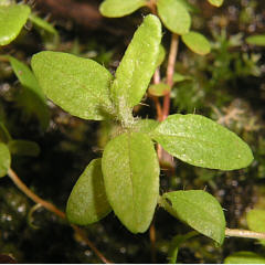 tomentosum x cinnabarinum 3