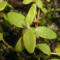 tomentosum x cinnabarinum 3