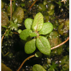 tomentosum x cinnabarinum 4