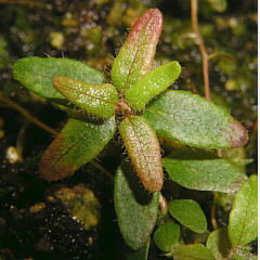 tomentosum x cinnabarinum 5