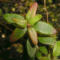 tomentosum x cinnabarinum 5