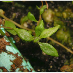 tomentosum x cinnabarinum 6