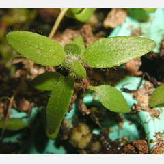 tomentosum x cinnabarinum 8