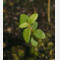 tomentosum x cinnabarinum 8