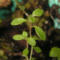 tomentosum x cinnabarinum 9