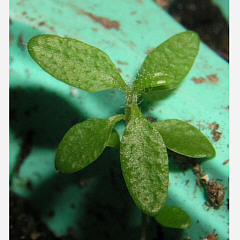 tomentosum x dauricum 1