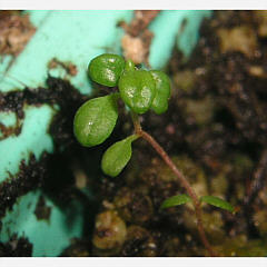 25 weeks old tomentosum x dauricum seed plant