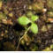 tomentosum x dauricum 3