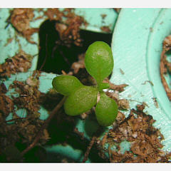 tomentosum x dauricum 6