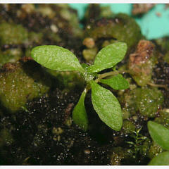 tomentosum x dauricum 4