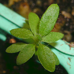 tomentosum x groenlandicum 1