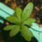 tomentosum x groenlandicum 1