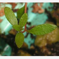 tomentosum x groenlandicum 4