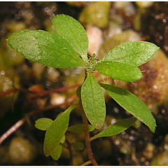 tomentosum x groenlandicum 12