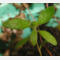 tomentosum x groenlandicum 15