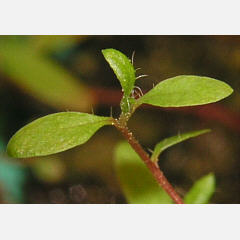 tomentosum x groenlandicum 5