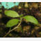 tomentosum x groenlandicum 6