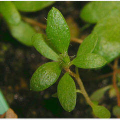tomentosum x groenlandicum 10