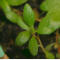 tomentosum x groenlandicum 10