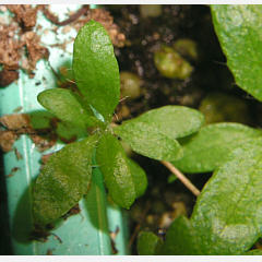 tomentosum x groenlandicum 17