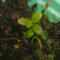 tomentosum x groenlandicum 9