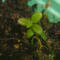 tomentosum x groenlandicum 9